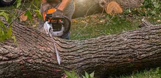 Reliable Mount Hermon, CA Tree Care Solutions