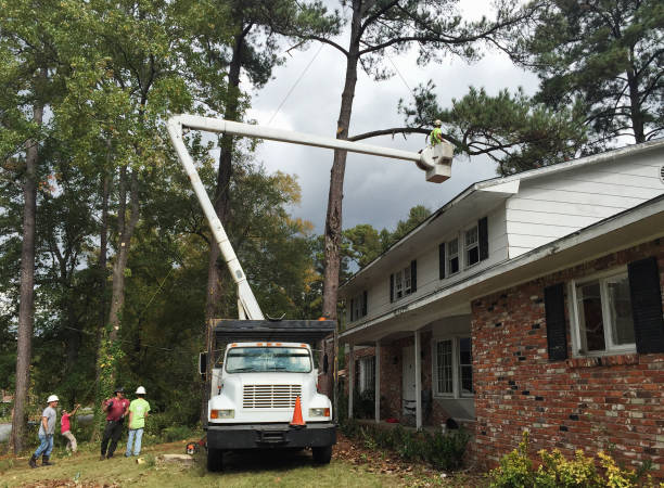 Best Tree Preservation Services  in Mount Hermon, CA