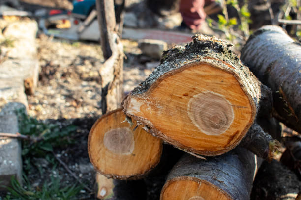 Best Tree Removal  in Mount Hermon, CA