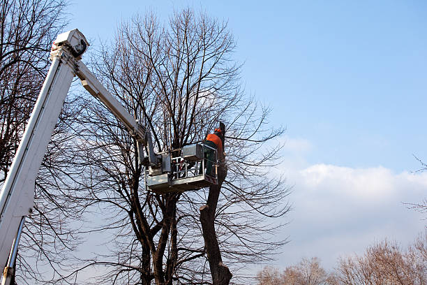 Tree and Shrub Care in Mount Hermon, CA